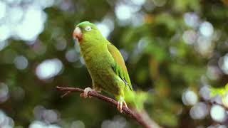 Peaceful Piano Instrumentals and Nature Birdsong for Calm & Focus 🍃🎹