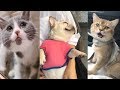 🔴Cute Cats and Funny Dogs Everyday 2018🔴#6 - Cute Nova