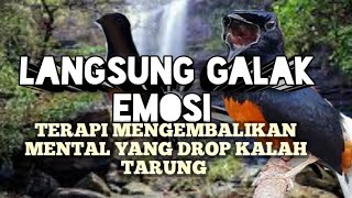 Download Lagu langsung GALAK EMOSI ¦ TERAPI MURAI BATU MENGEMBALIKAN MENTAL YANG HILANG KARENA DROP KALAH TARUNG MP3