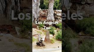 Los Angeles Zoo🐅Tiger