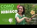 Nô Figueiredo Ensina Como Cultivar Hibisco