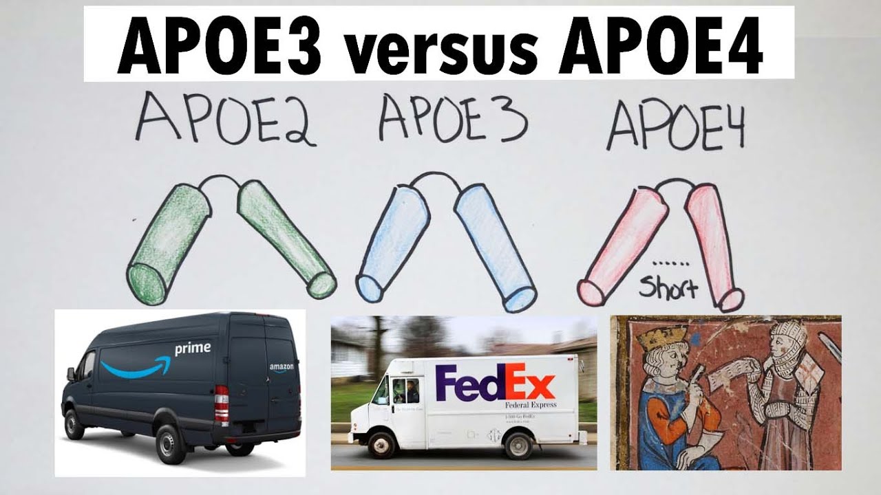 APOE4 APOE4 Versus APOE3 YouTube apoe4-apoe4-versus-apoe3-youtube