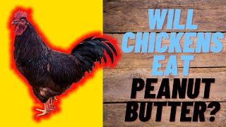 Will Chickens Eat Peanut Butter