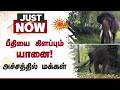 பீதியை கிளப்பும் யானை! அச்சத்தில் மக்கள் | Nilgiris | Elelphant | Sun News