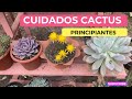 APRENDE A CUIDAR TUS CACTUS Y SUCULENTAS PARA QUE ESTEN SIEMPRE BELLAS Y NO MUERAN