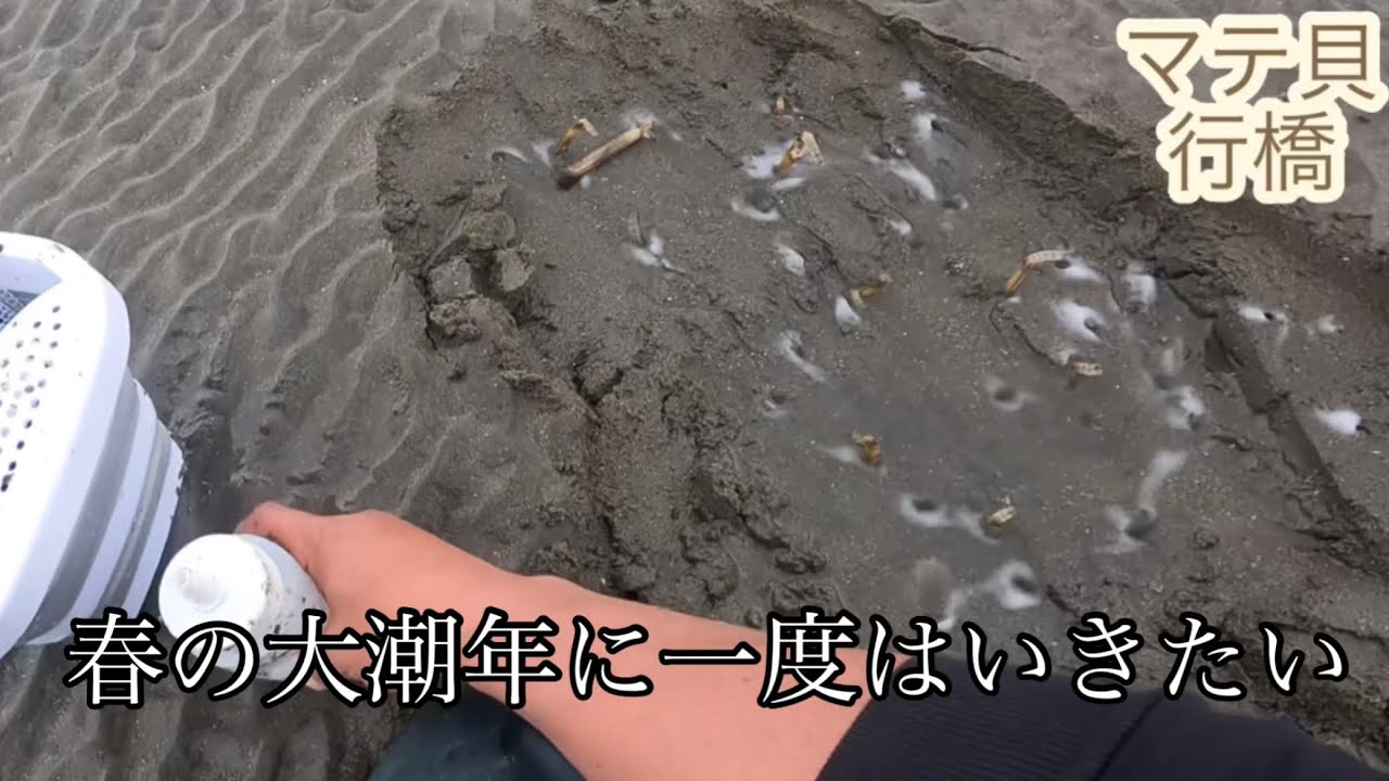 2024年　福岡　北九州　今年も【マテ貝掘り】