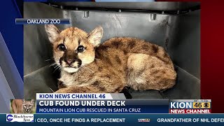 Mountain lion cub found under Santa Cruz home