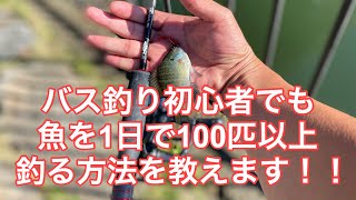 【超簡単】バス釣り初心者でも魚を1日で100匹釣る方法【誰でも可能】