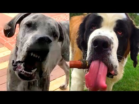 Who Wins: Great Dane vs Saint Bernard