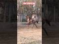 Faizabad Horse Race 2026 Rounahi Race  Faizabad Ghoda 👑 Race #horse #horseshorts #sindhi #racing
