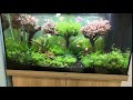 Оформленный мной клиентский акваскейп. Planted tank scaped by me. (12.02.2019)