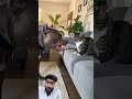 This cat is always wrongly accusing this dog.😭#cat#funnyanimals#funnyvideos#foryou#youtube