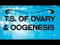 BIOLOGY LECTURE |GRADE 12|T.S.OF OVARY &OOGENESIS