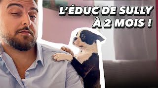 Léducation Dun Chiot De 2 Mois À Son Arrivée Léducation De Sully Nom, Balades, Socialisation