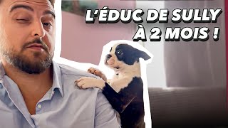 L’éducation d'un chiot de 2 mois à son arrivée ! L'éducation de Sully : nom, balades, socialisation