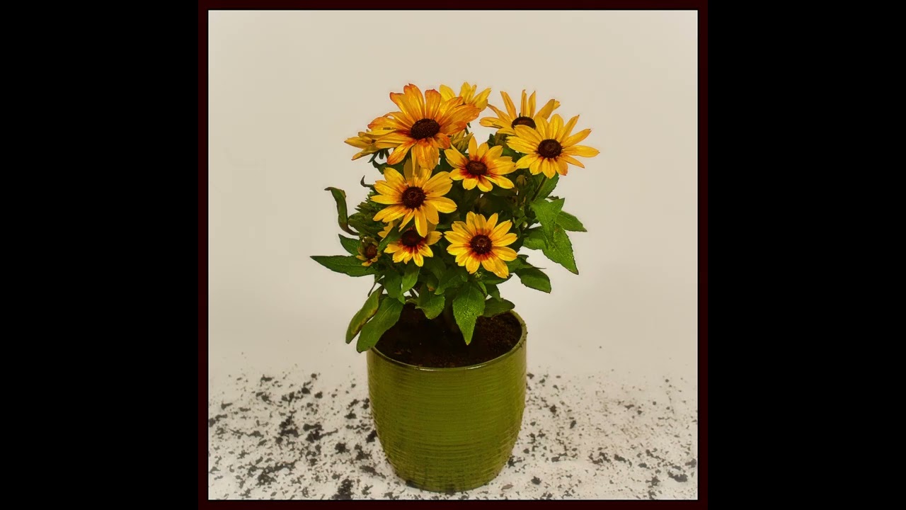 Lovely (Unofficial Release)