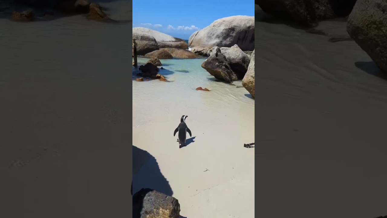 Best Day Ever Penguin Style
