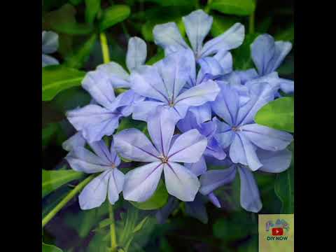 白色小花植物 Todding