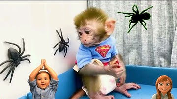 Monkey Baby Bon Bon harvest fruit in the garden and eat with puppy and duckling at the pool