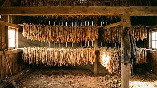 The Surprising History of Tobacco – From Sacred Ritual to Global Addiction