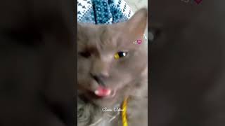 ##my cat so cute❤️🥺mhsallah❤️🥺