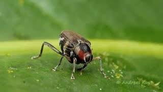Little Weevil mimicking Fly and talking to its partners by Drumming with the snout in Ecuador
This little Weevil, Hoplocopturus sp. from the Amazon rainforest of Ecuador is about 5 mm in size and mimics a Flesh Fly, which protects it from predators such as birds that do not waste time trying to catch what seems to be such a swift prey.
As to see and how to hear in this video these Weevils communicate with their partners by drumming with the snout on a leaf. When two weevils reside on the same leaf they alternate in drumming. Vibrational communication is known from other insects, such as Treehoppers. Little Weevil mimicking Fly and talking to its partners by Drumming with the snout in Ecuador