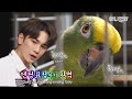 슬플때마다 간 때문이야♬ 노래 부르는 앵무새 (앵딩요정 포즈까지 완벽ㅋㅋ)ㅣThe Funniest Video Of Parrot In The World