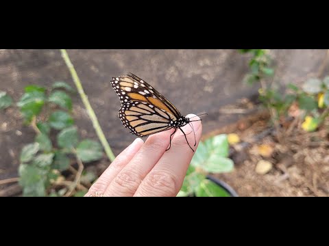 The Maui Butterfly Farm