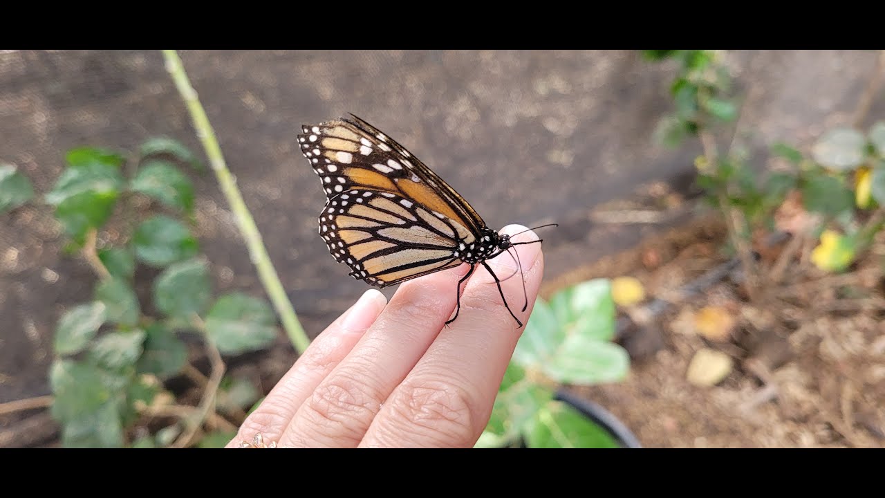 The Maui Butterfly Farm YouTube