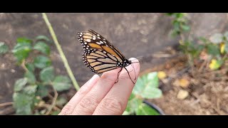 The Maui Butterfly Farm