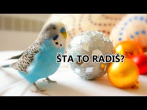 Video: Da li aleksandrinski papagaj govori?