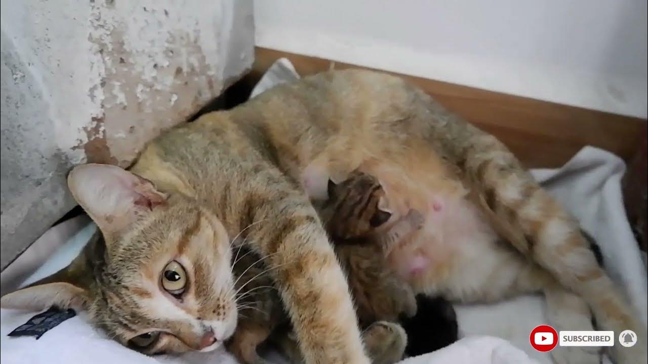 Cats breastfeed their kittens PICH Cat YouTube