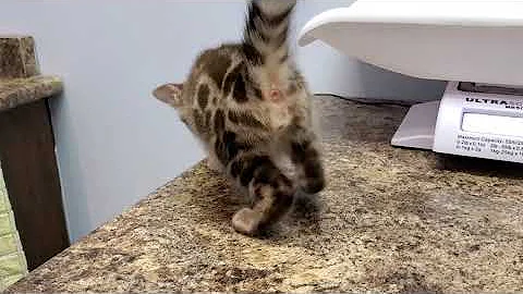Watch the video about 8 Week Old Bengal Kitten, Aries at his First Vet Check Up 🥰🐾❤ #shorts