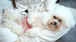 愛犬のおっさん化加速中