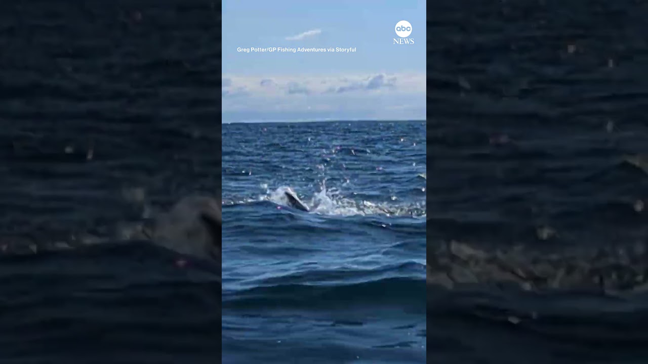 Kayaker watches as shark chases seal in New Zealand | ABC News