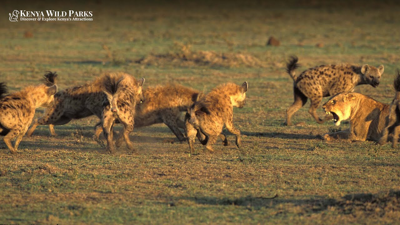 Too Much Predators Why Do Predators not Eat Each Other? - YouTube