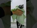 수건하는 고양이😹😂#shorts #shortsvideo #funnycat #catthings #catlife #stupide