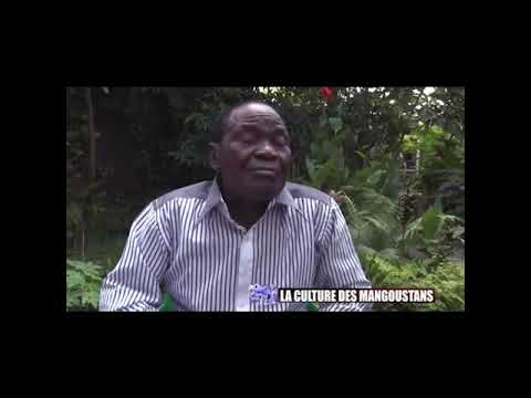 Vidéo: Mangoustan Tree Care - Conseils sur la culture des arbres fruitiers de mangoustan