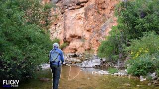 Backpacking Up a Creek Bed To Fish Untouched Waters (NO Trail, Literally...)