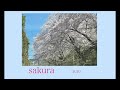 sakura JUJU 【はまりん】726