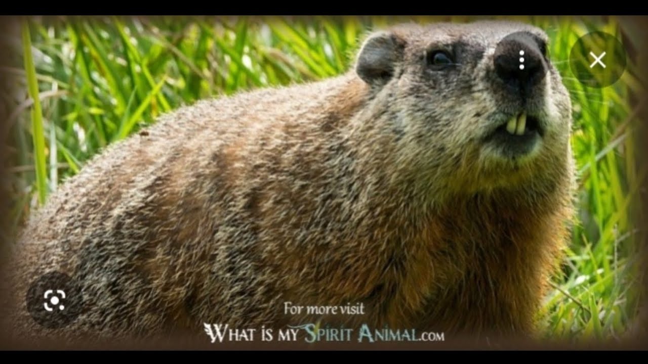 '🛎ChanneledMessage🛎 - The GroundHog Spirit Animal Spiritual Meaning.!! *IMPORTANT* 11/23/25