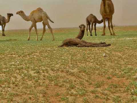 منقية: جفران بن فلاح السبيعي - اداء : سعد اليامي