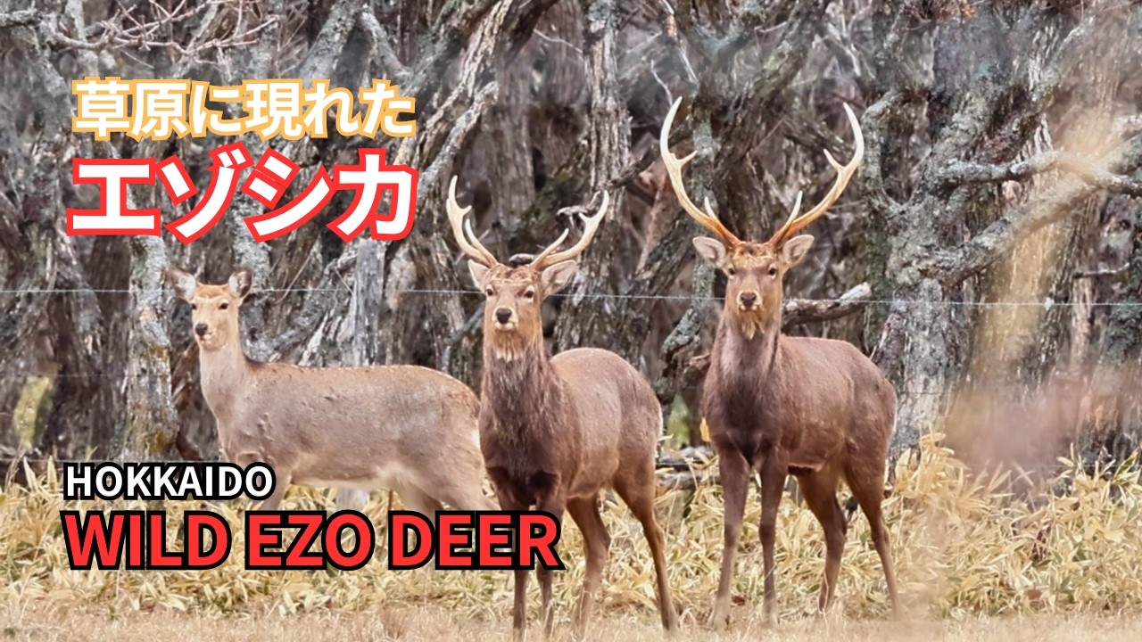 【北海道】草原に現れたエゾシカたち｜静かな野生動物の風景/ Ezo Deer in Hokkaido Grassland | Wild ...