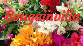 Buganvillea overview