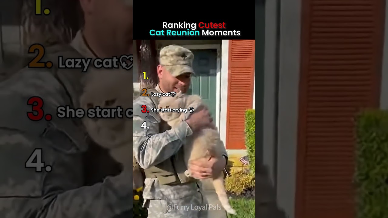 Ranking Cat Reactions to Soldier Coming Home 