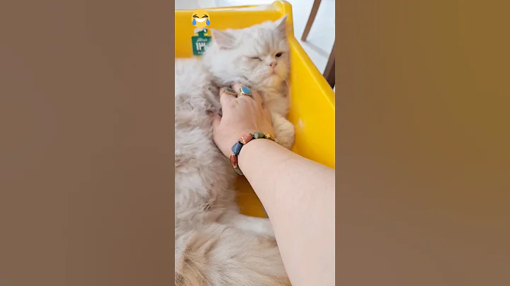 Watch the video about Funny cute cat😂#shorts #shortvideo #cat #cute #funny #massage #catvideos #relaxing #sleep #catcomedy