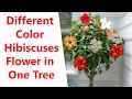 Hibiscus Tree Grafting | Different Color Hibiscuses Tree In One Tree