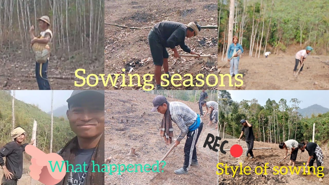 Sowing seasons #northeastindia 