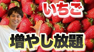 【仰天！】こんな簡単に果てなく増やせます！育てたイチゴで分かりやすく実演【苺】【いちご】【ガーデニング】【園芸】