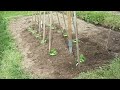 GARTEN IM MAI. NACHBARS PFERDE SIND DA. NEUES BOHNEN GERÜST. OB DAS DEM WIND STAND HÄLT?
